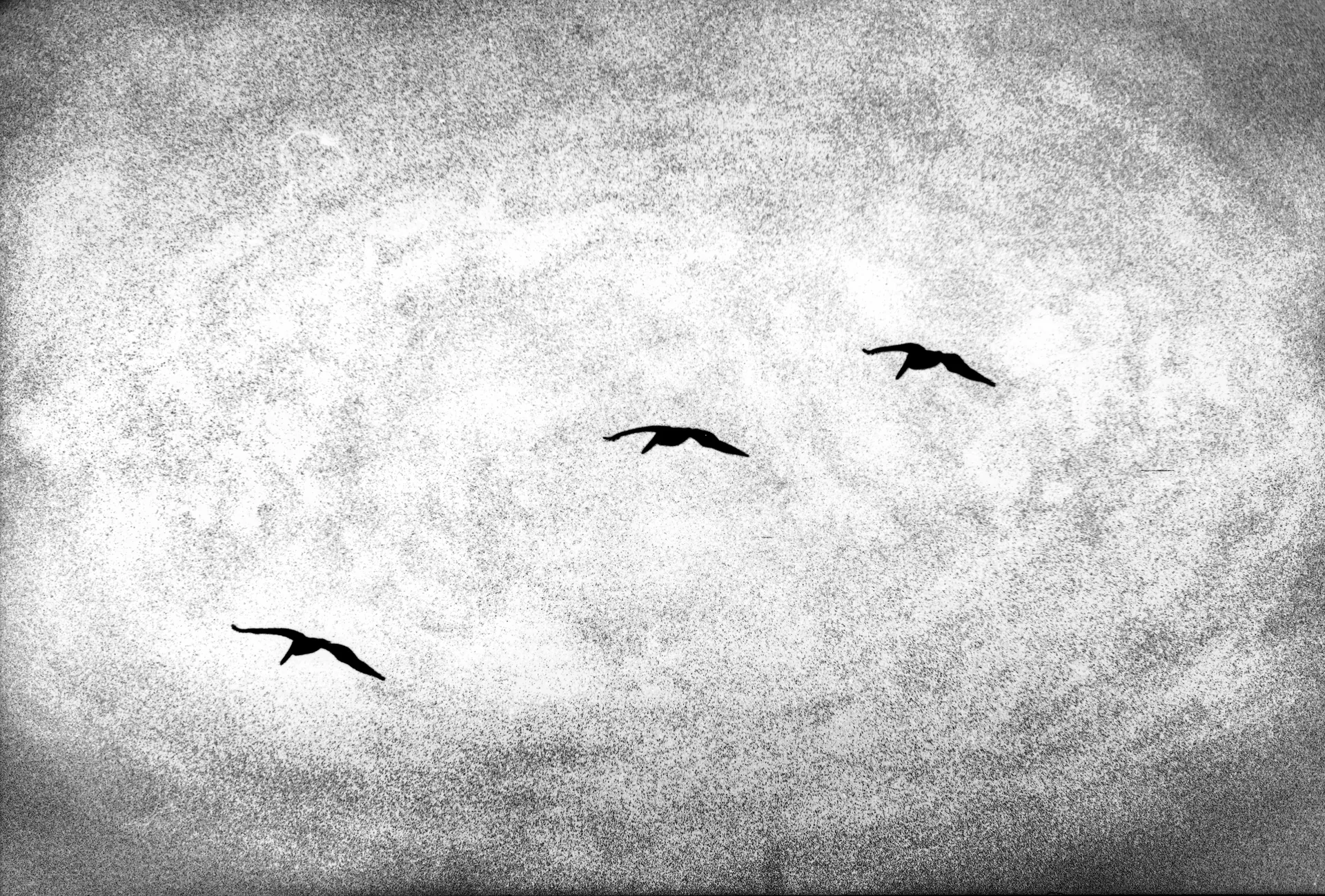 Aves en vuelo, Guerrero