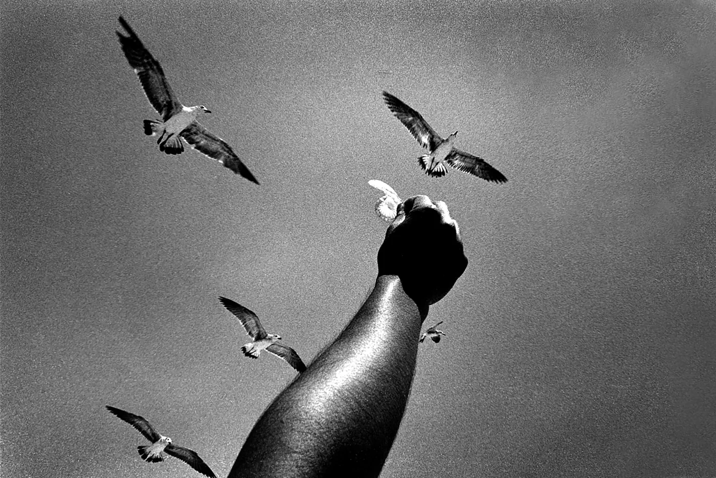 Mano y aves