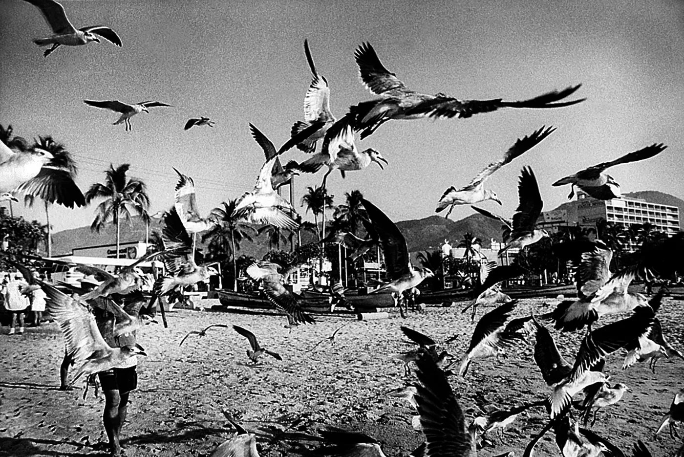 Pájaros en la playa de Acapulco