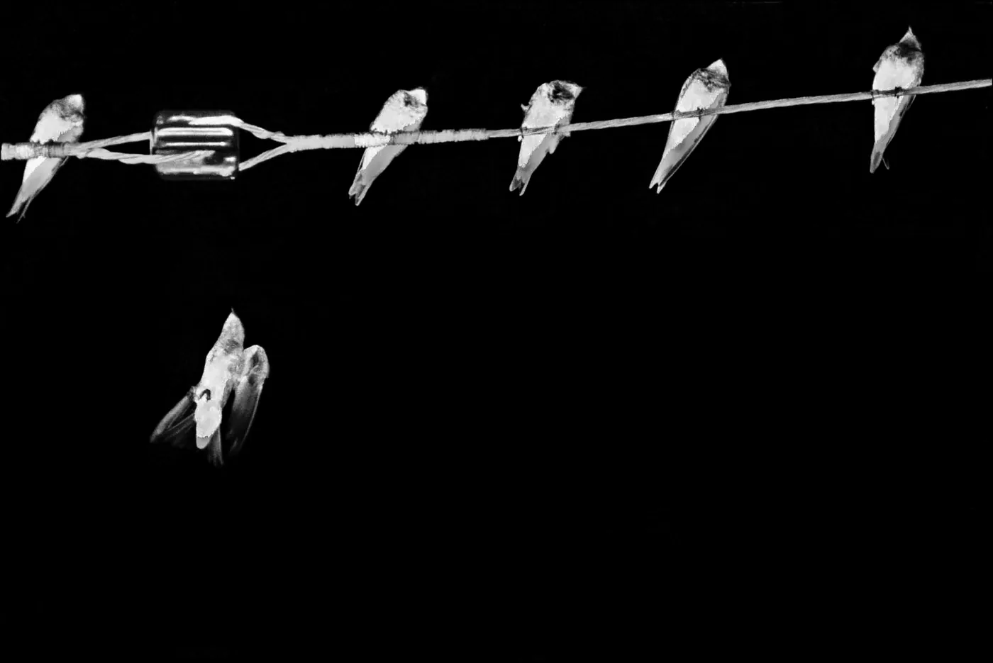 Pájaros nocturnos en el cable